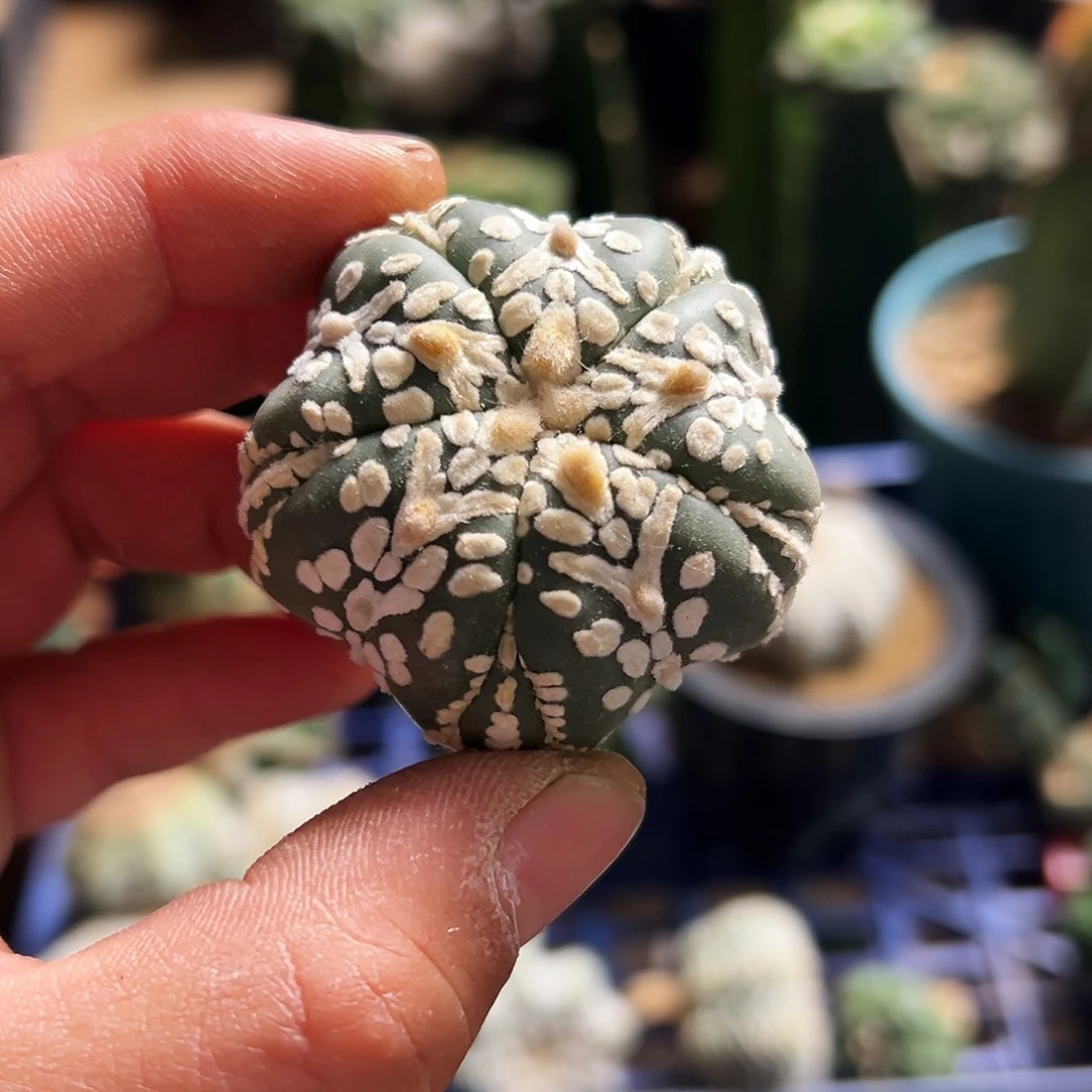 698实生5瓣腹v都mmmmmmmm