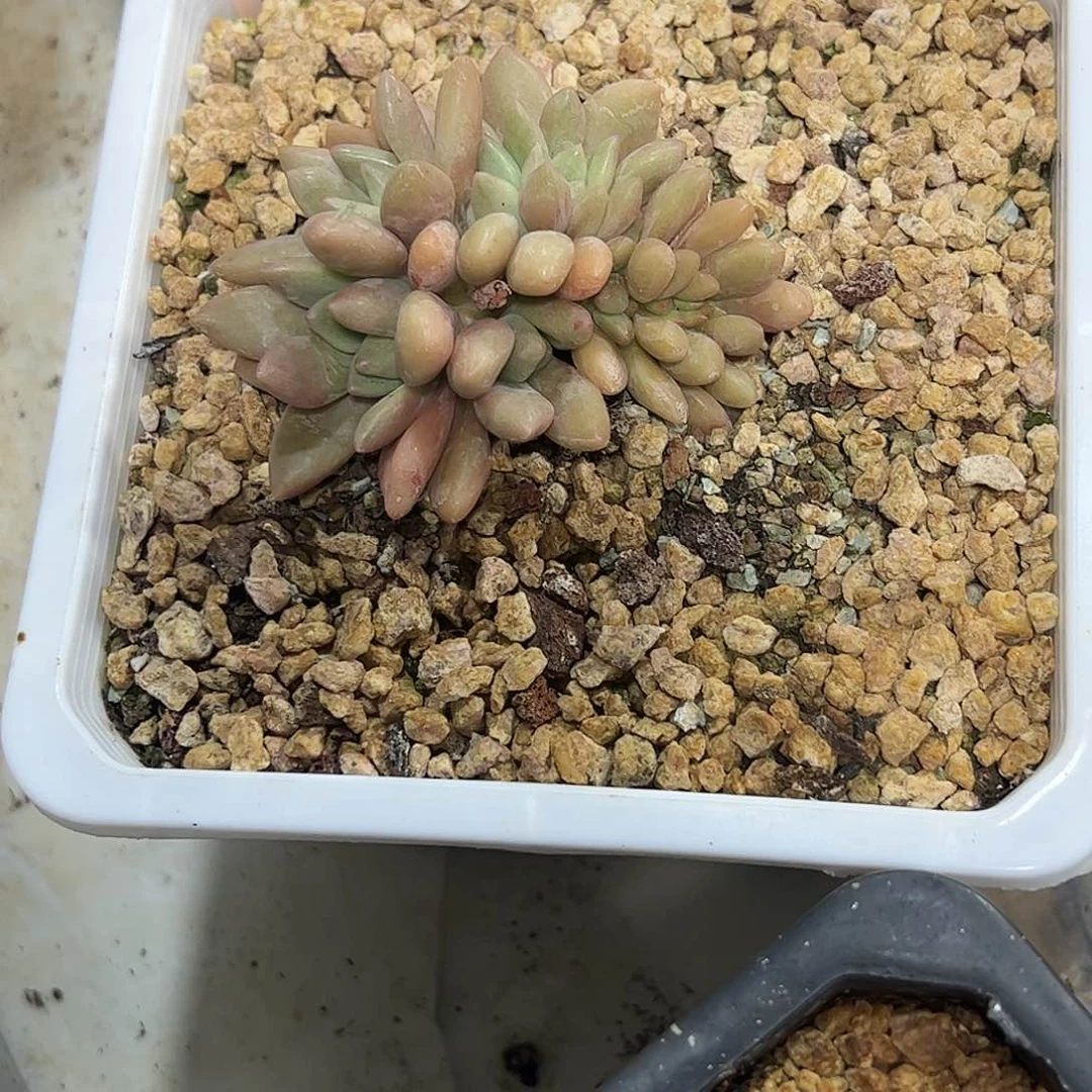 桃花源缀化多肉植物
