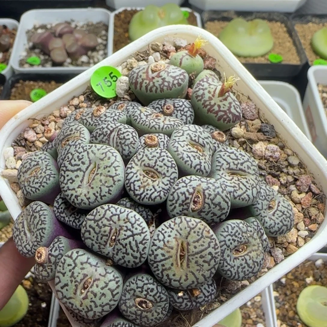 巨无霸墨小锥群生多肉755