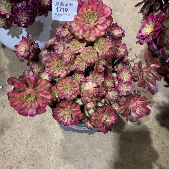 半**过1719多肉植物一颗