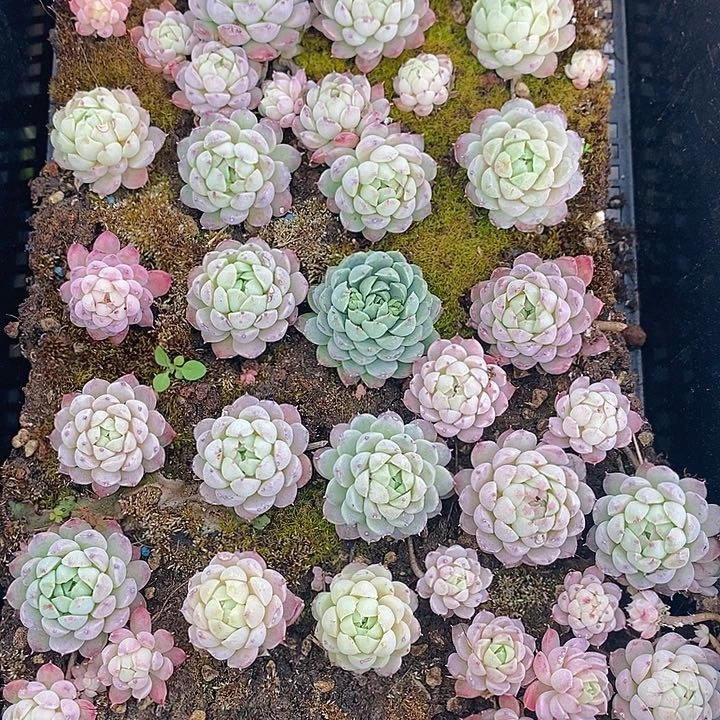 210 多肉植物盆栽花卉盆栽