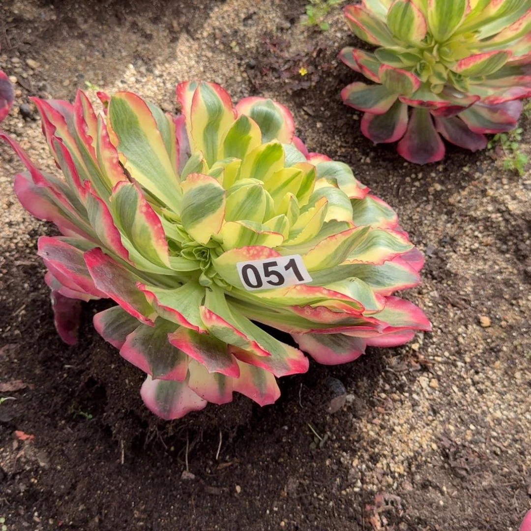 051多肉植物如意心歪特价