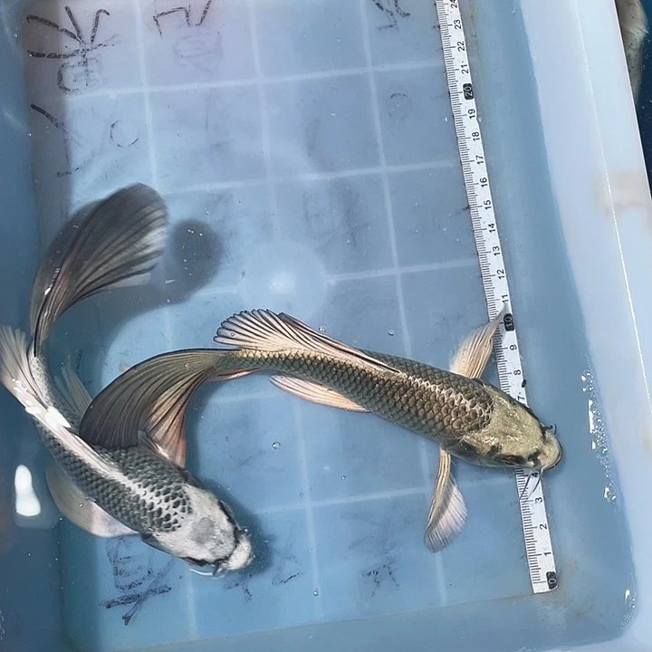 蝴蝶鲤鱼渔场直发17