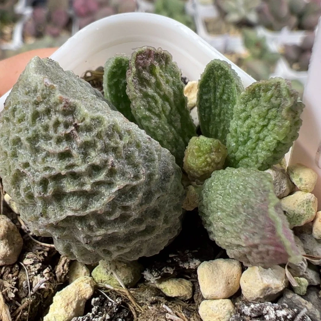 w绿色系颗粒款实生新品