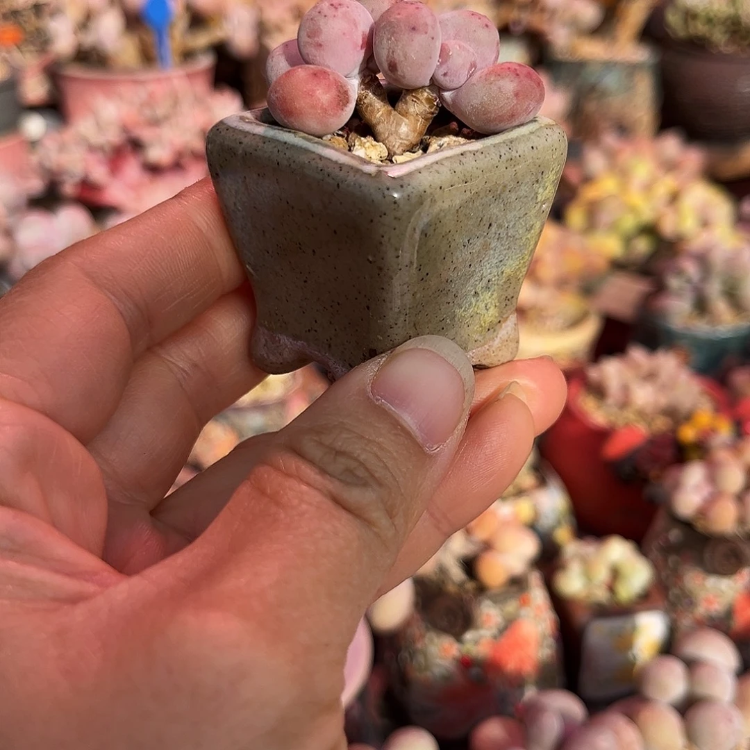 蛋黄奶酪一物一拍带盆