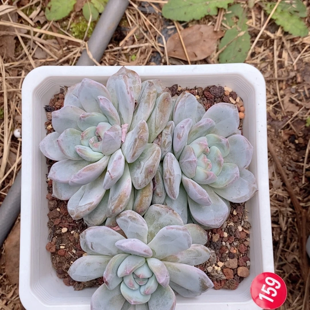 159 石榴籽呀呀哇哇哇