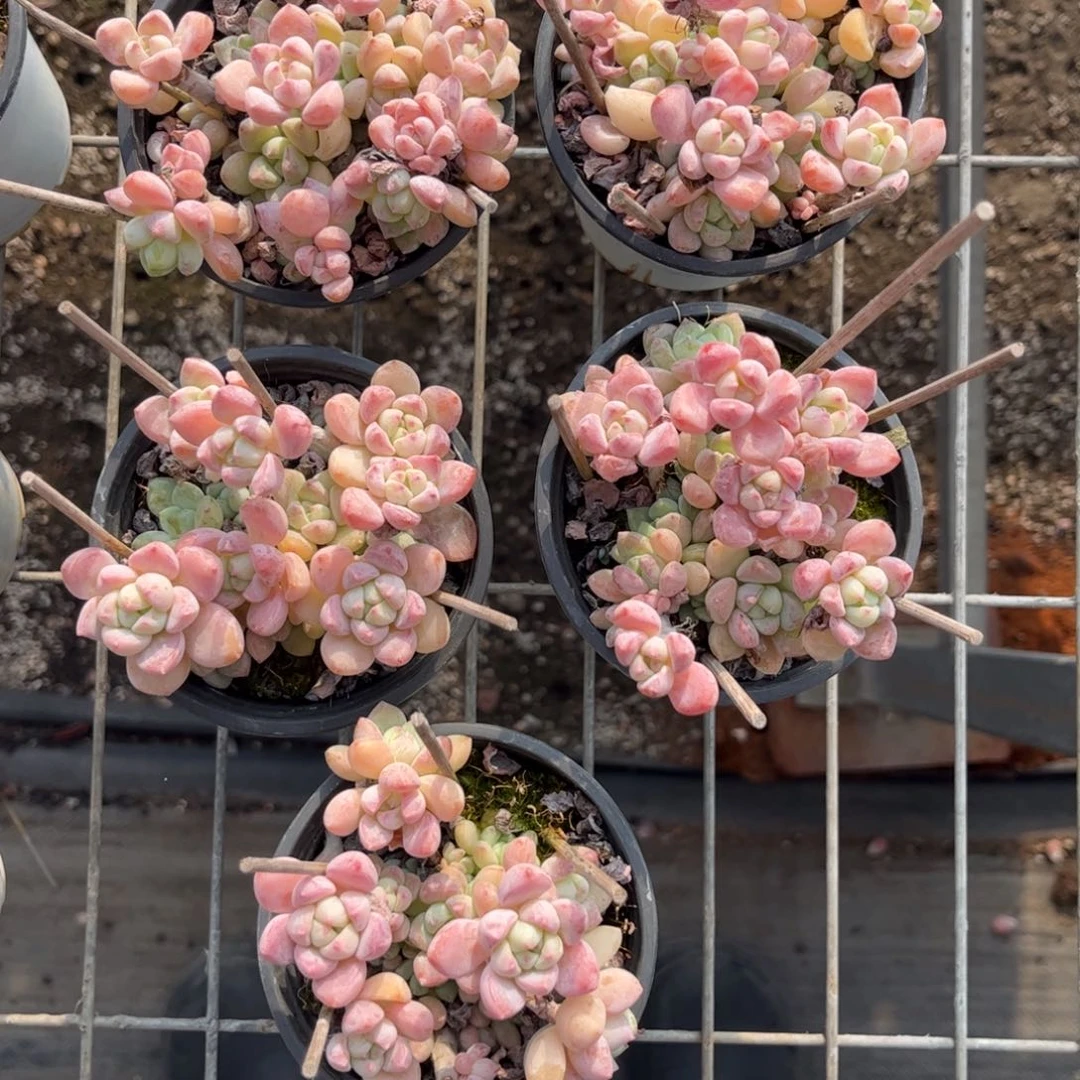 樱花罗琦只发新疆