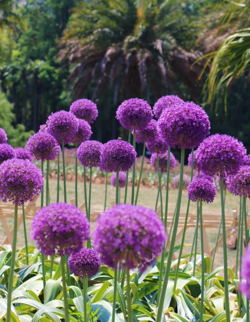 【AAA大葱花】大葱花小众花材鲜切花耐寒好养花期长云南基地直采