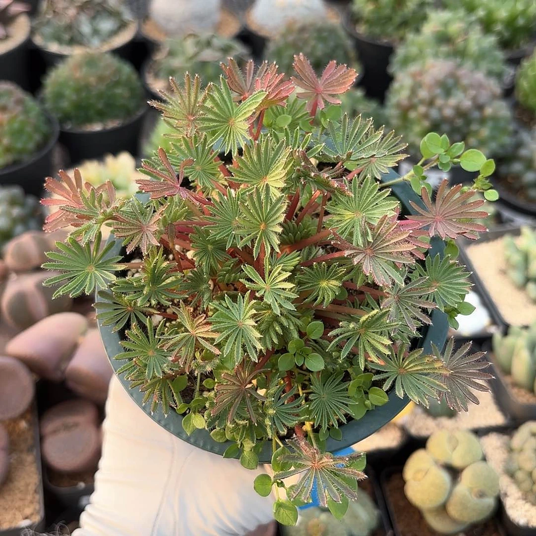 978 棕榈叶多颗中球 带盆土 12厘米加仑盆