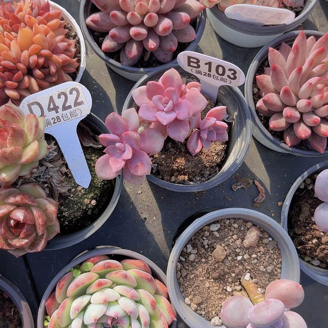 B103黛比一物一拍