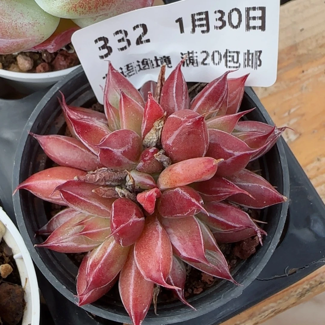 花语逸镜0130-332