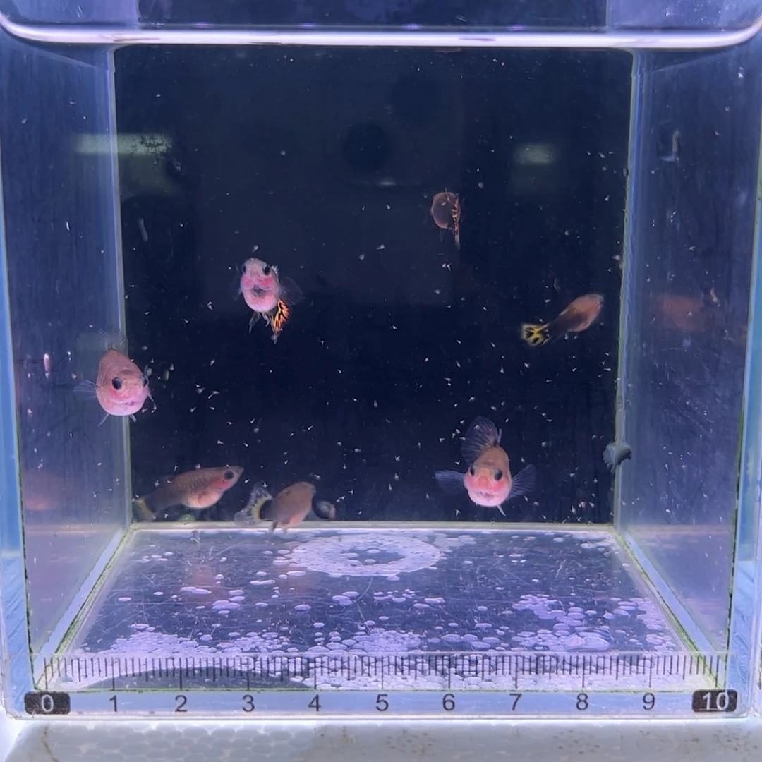 孔雀鱼小蜜蜂玻璃猫4对所见即所得