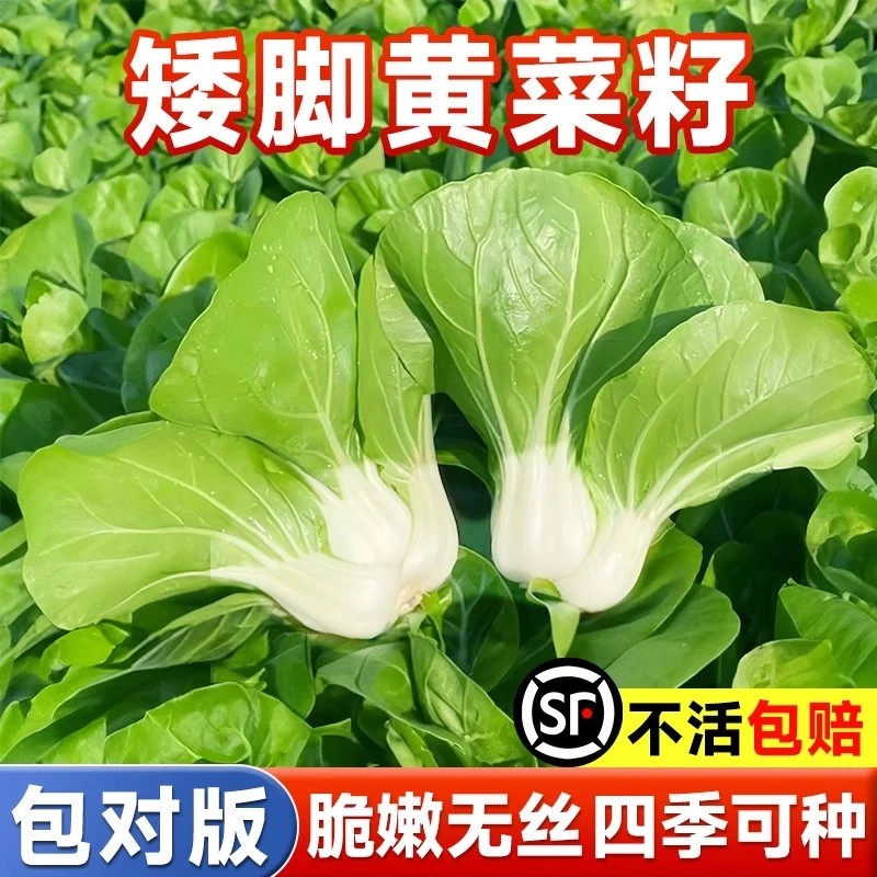 【满5件包邮】矮脚黄菜籽奶油白菜种子孑小青菜阳台蔬菜种植青种籽