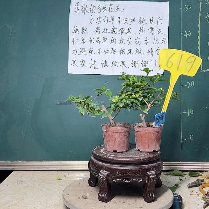 完全开放巴西紫掌中宝 白雪公主掌中宝619