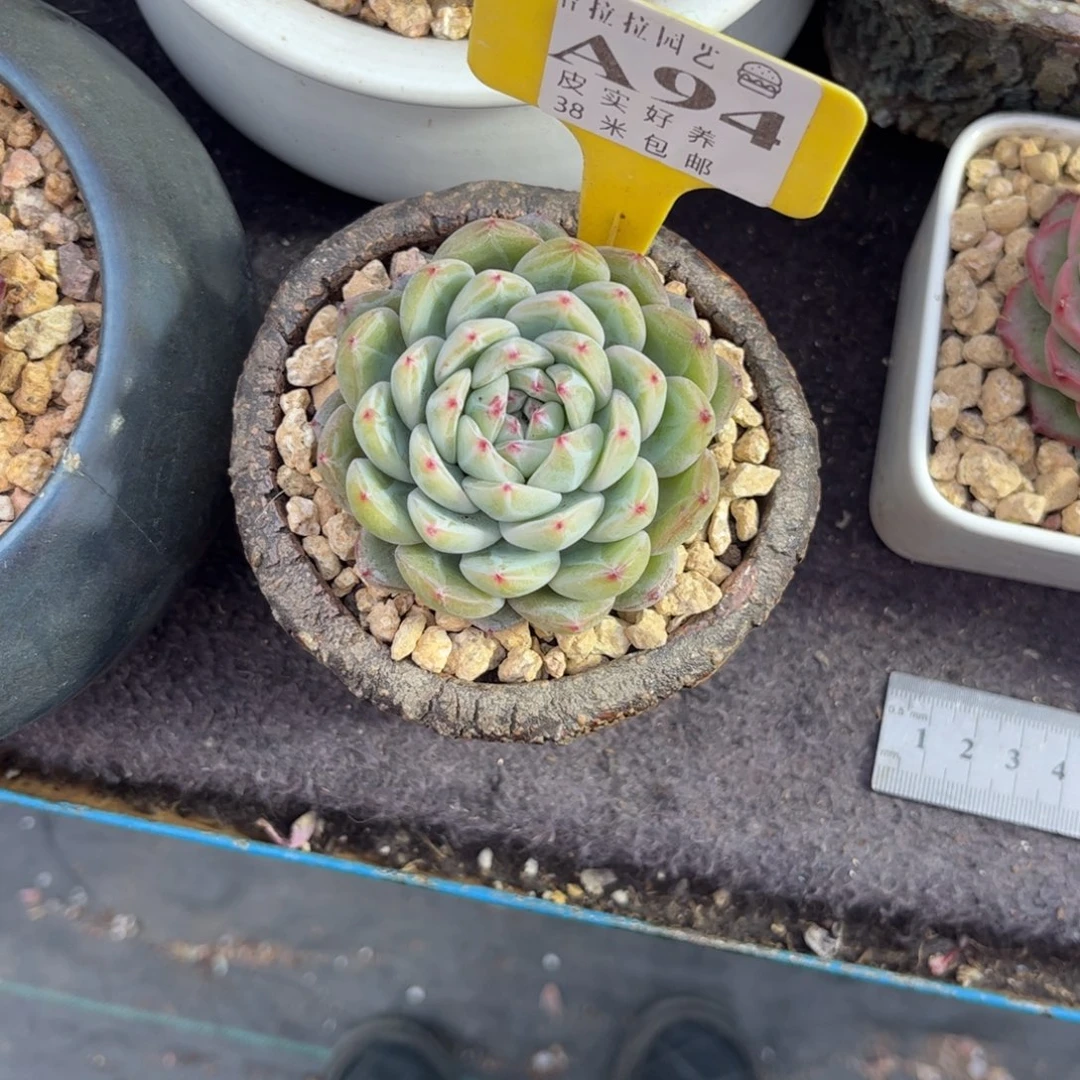 ℳ****多肉植物雪花自动