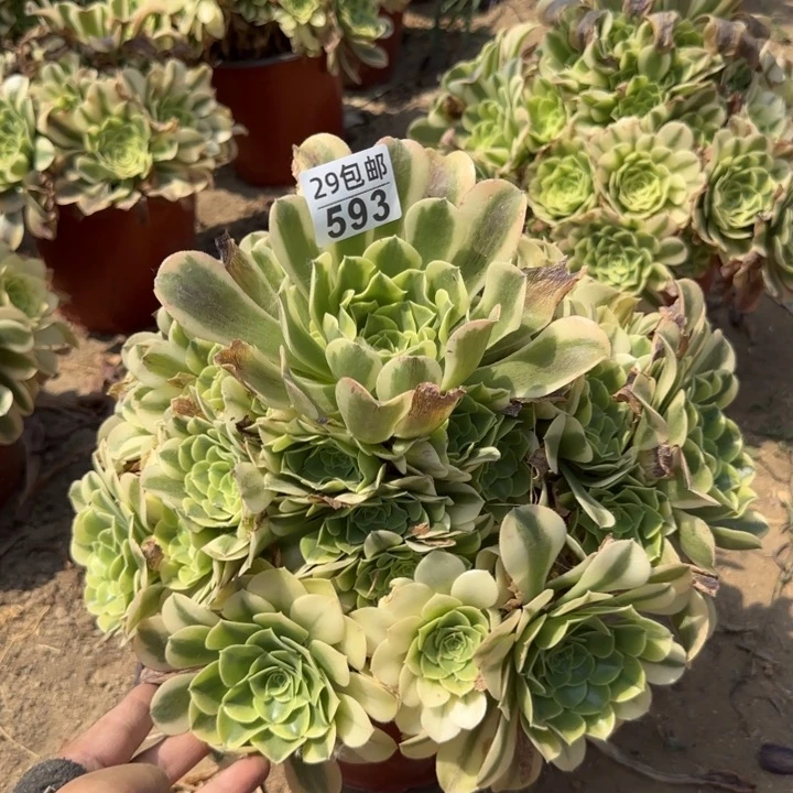 绿豆沙……多肉植物……
