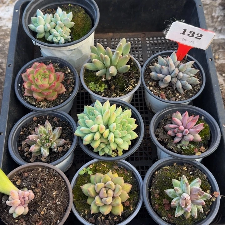 132多肉植物一物一拍