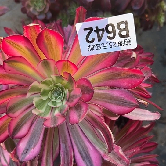 跑*多肉植物一个