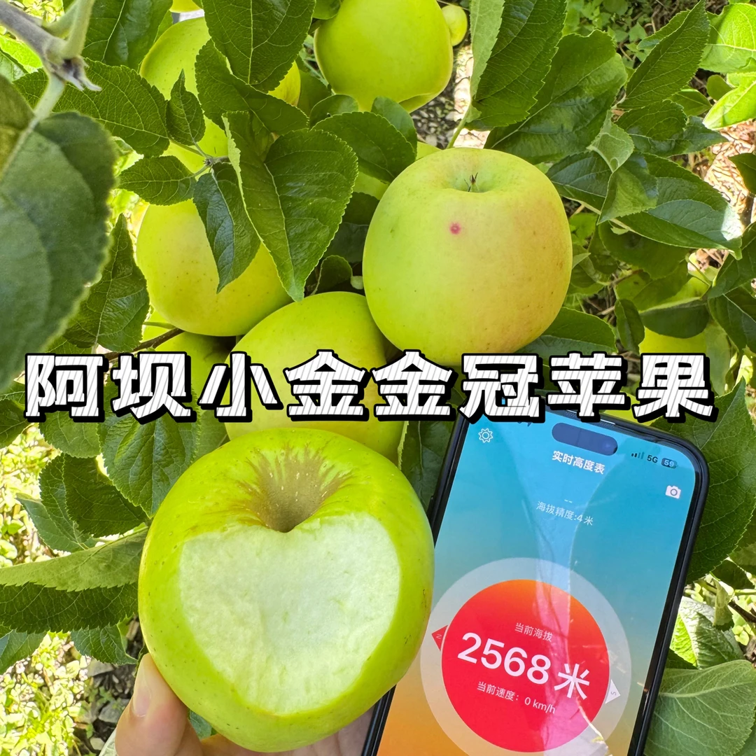 阿坝高原小金金冠青苹果，来自四姑娘山脚下海拔2500-3500的高原！