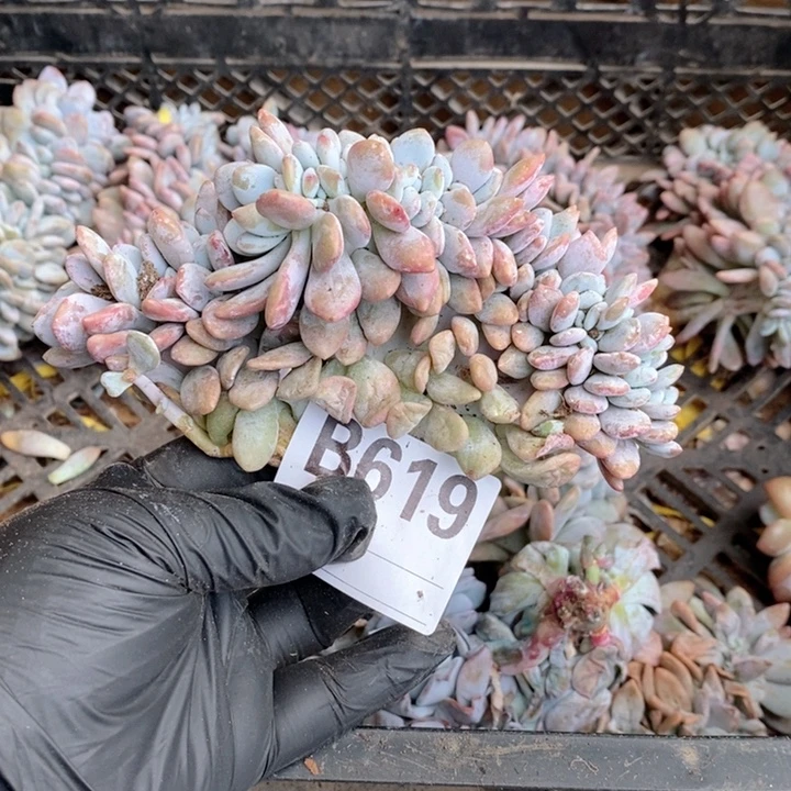 619粉兔缀哇哇哇莶啊兄弟