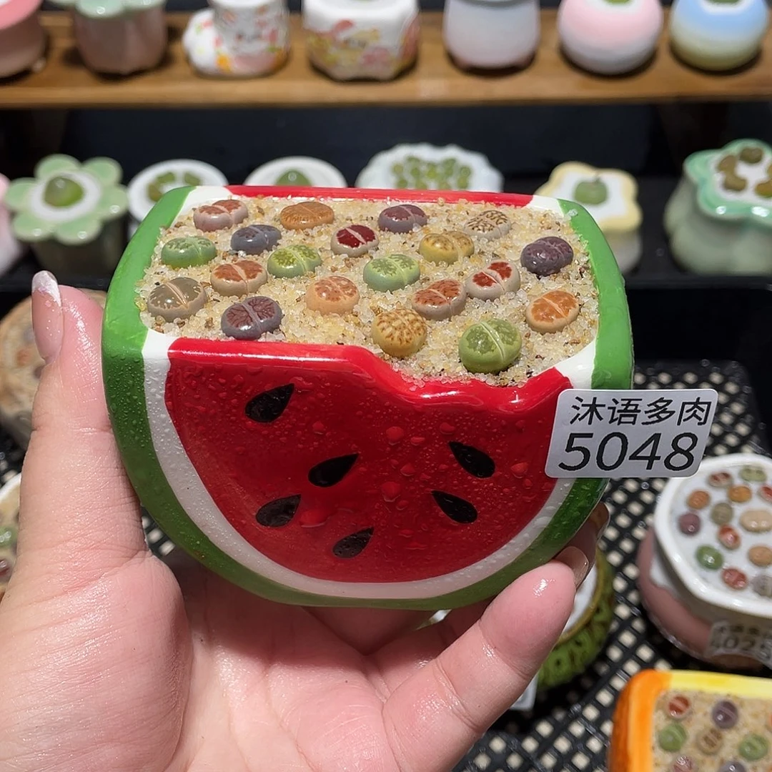 带盆土植物 一物一拍5048