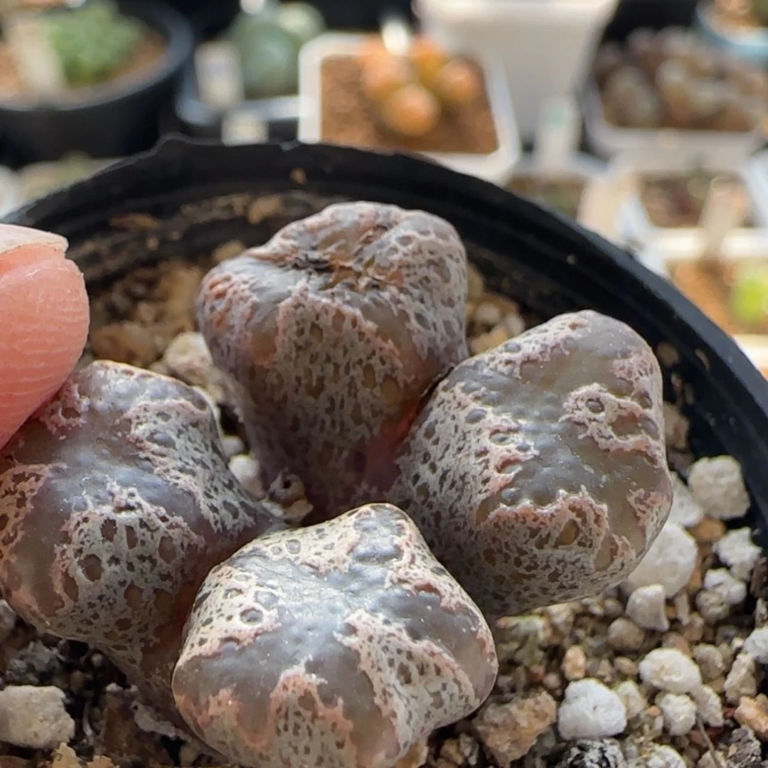 【闪购商品】꧁***꧂7813