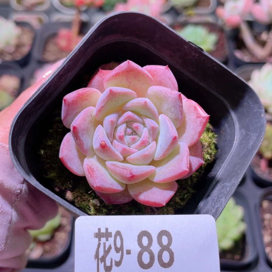 花利美9-88新品单头