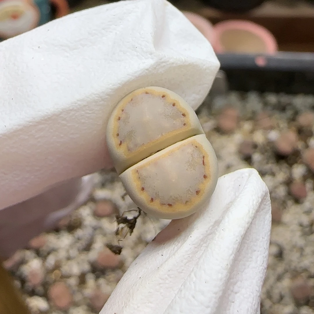 11.17.c216饼干.9047尺寸1.45