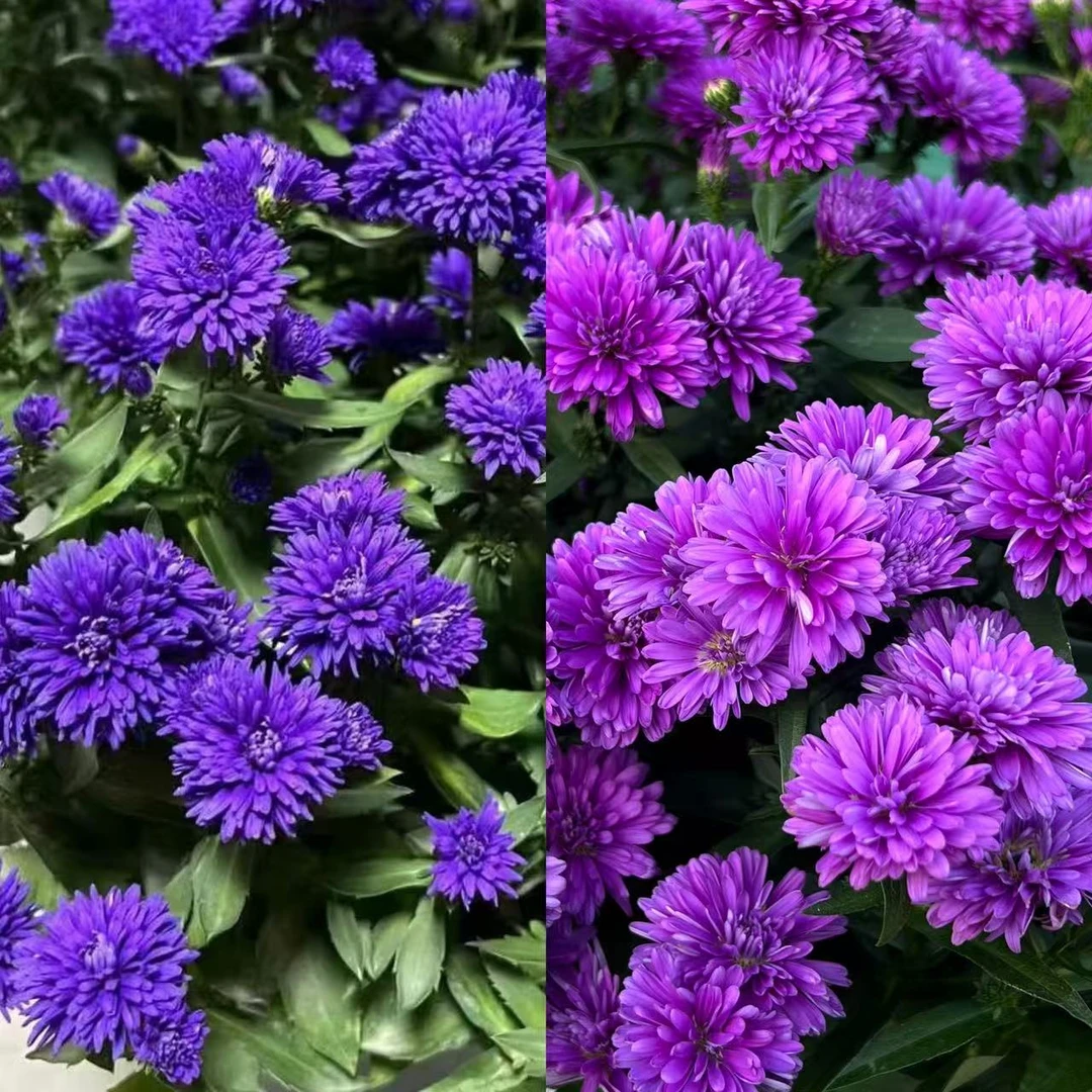 紫菀翠菊【颜色选拍】丛生盆栽花卉庭院阳台爆花强新手易养护