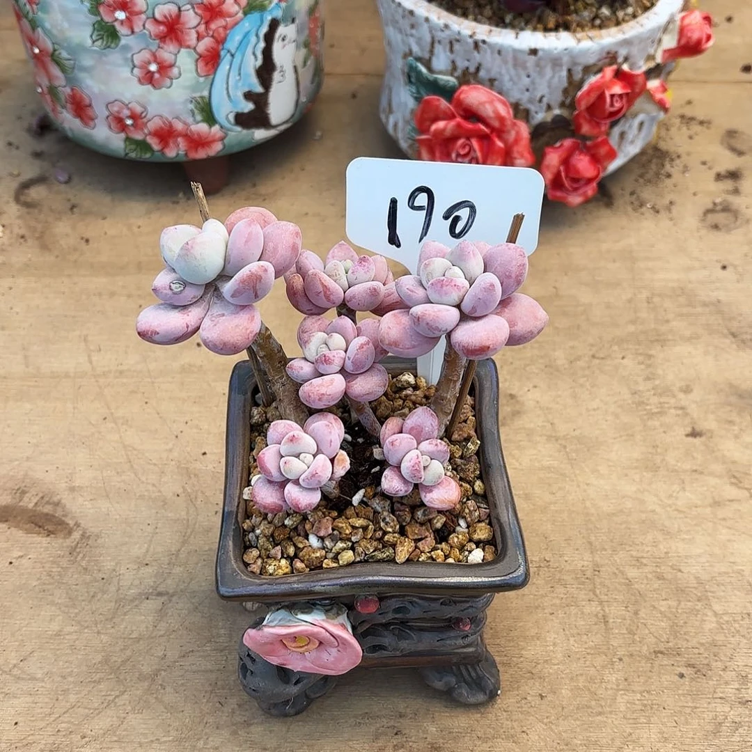 多肉植物，落神190号