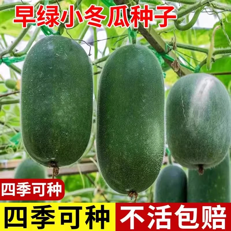 【满5包包邮】早绿小冬瓜种子毛小节瓜迷你水果冬瓜早熟丰产四季
