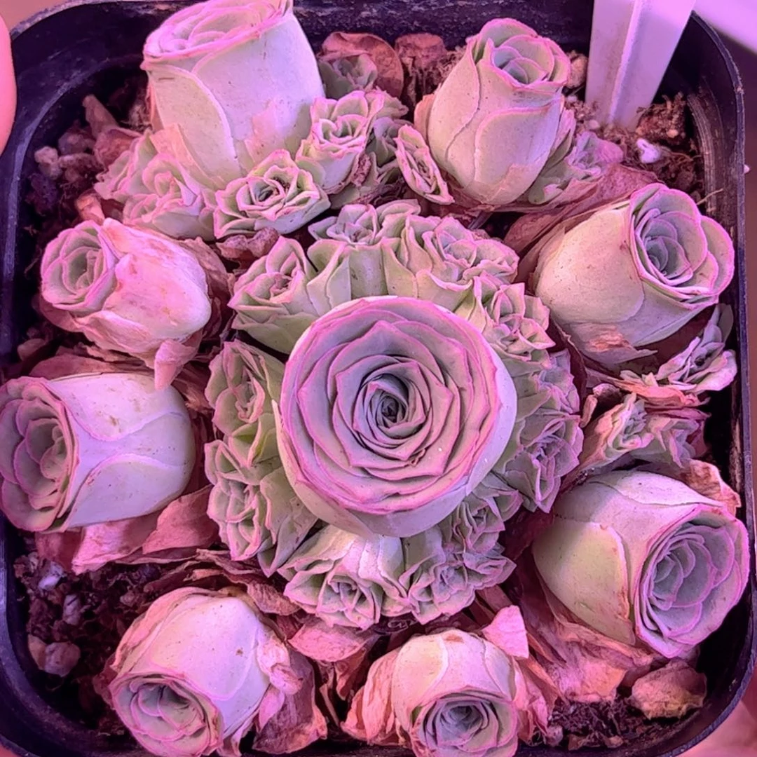 全部花朵L一物一拍山地玫瑰花骨朵儿A311