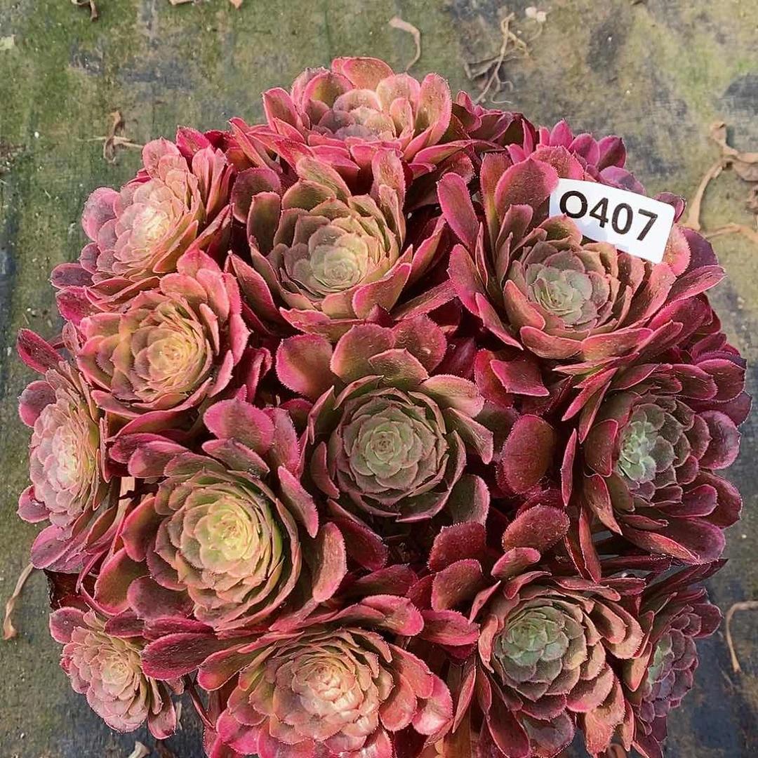 407黑金刚丛林555555555