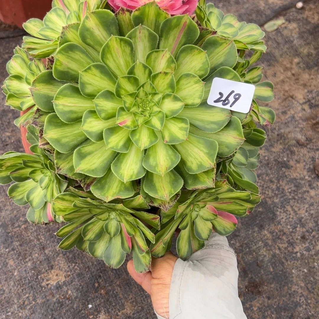 269知否多肉植物系