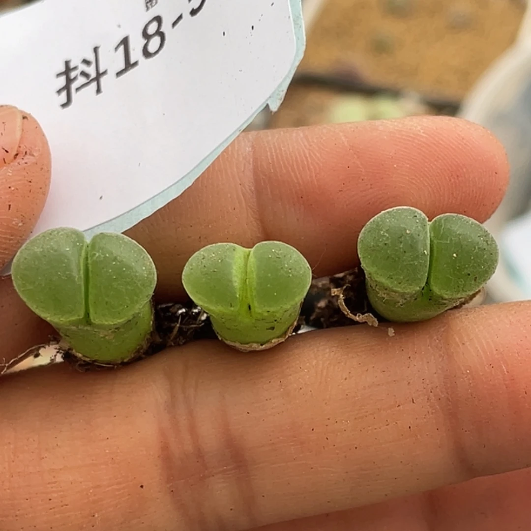 18-59极窗风铃苗多肉植物