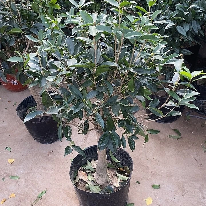 完全开放老月桂花