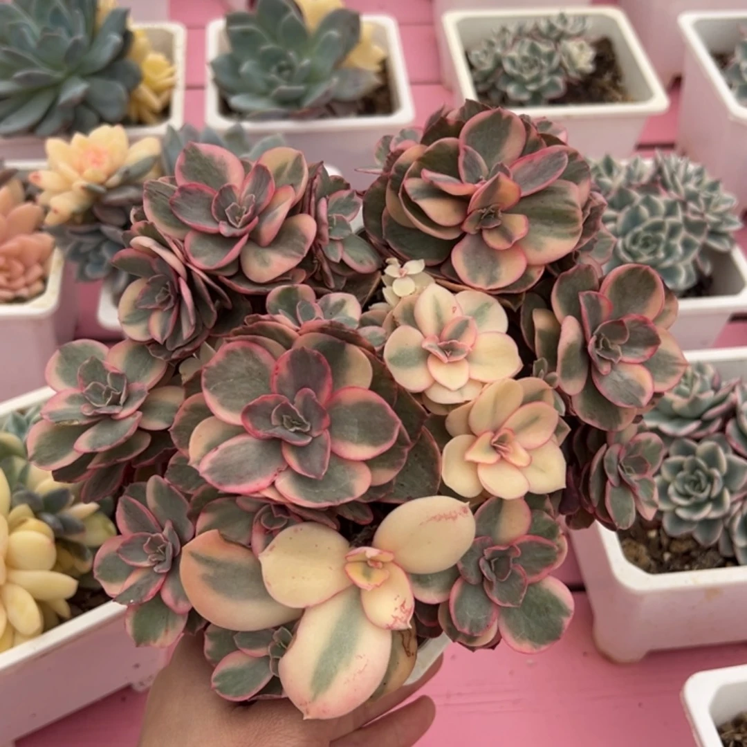 秀妍锦底座,群生带宽锦头