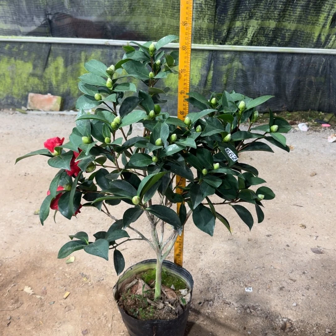 少量花朵（建议范围：2朵-5朵 或40%以下）662四季七心