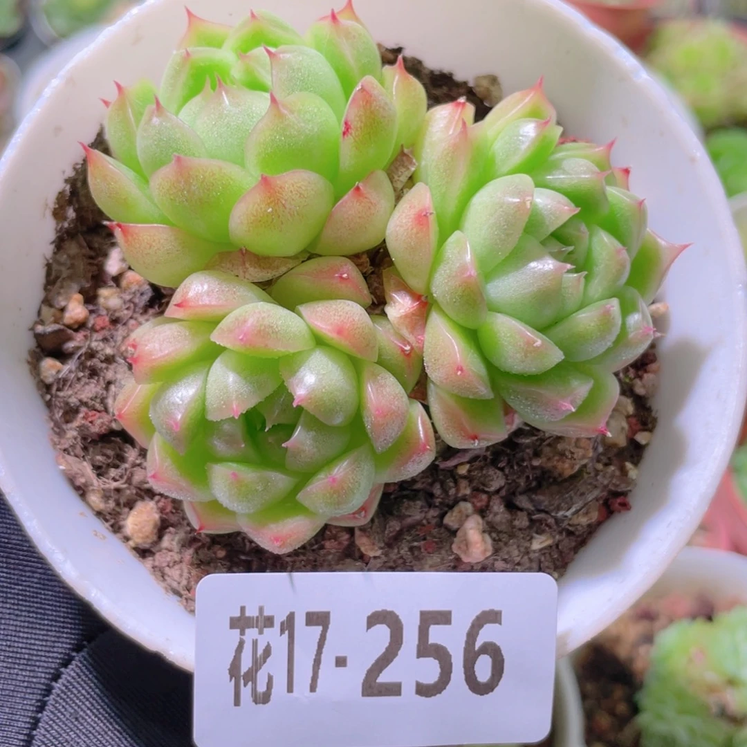 花利美17-256麦秆