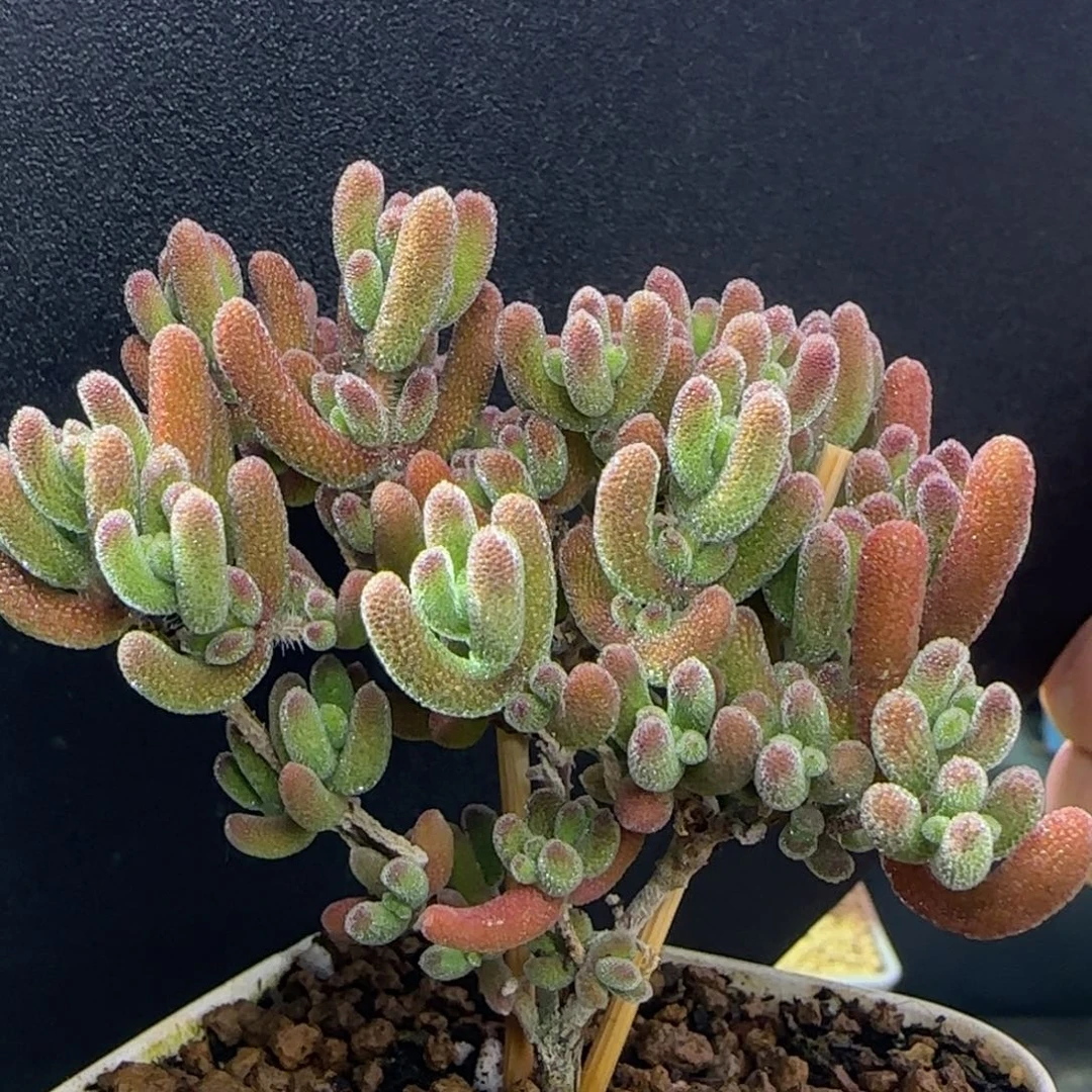 dy1320冰荔直杆三岔