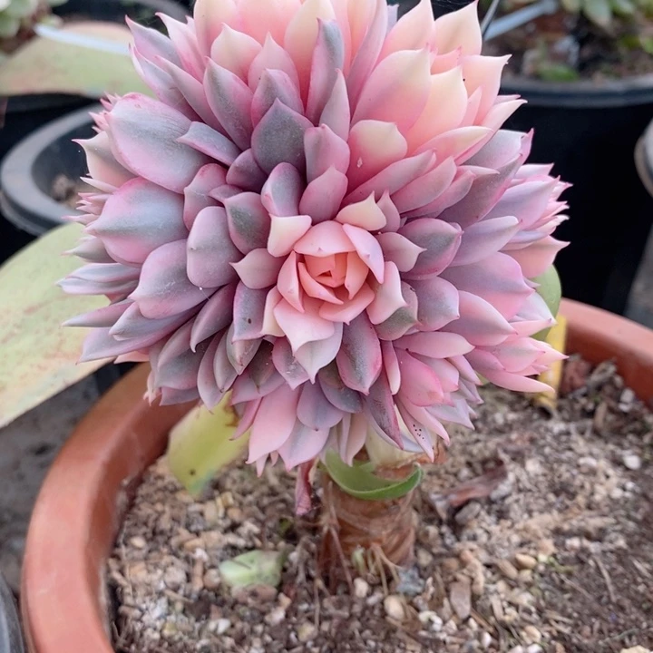 东*烨粉蝶锦群多肉锦