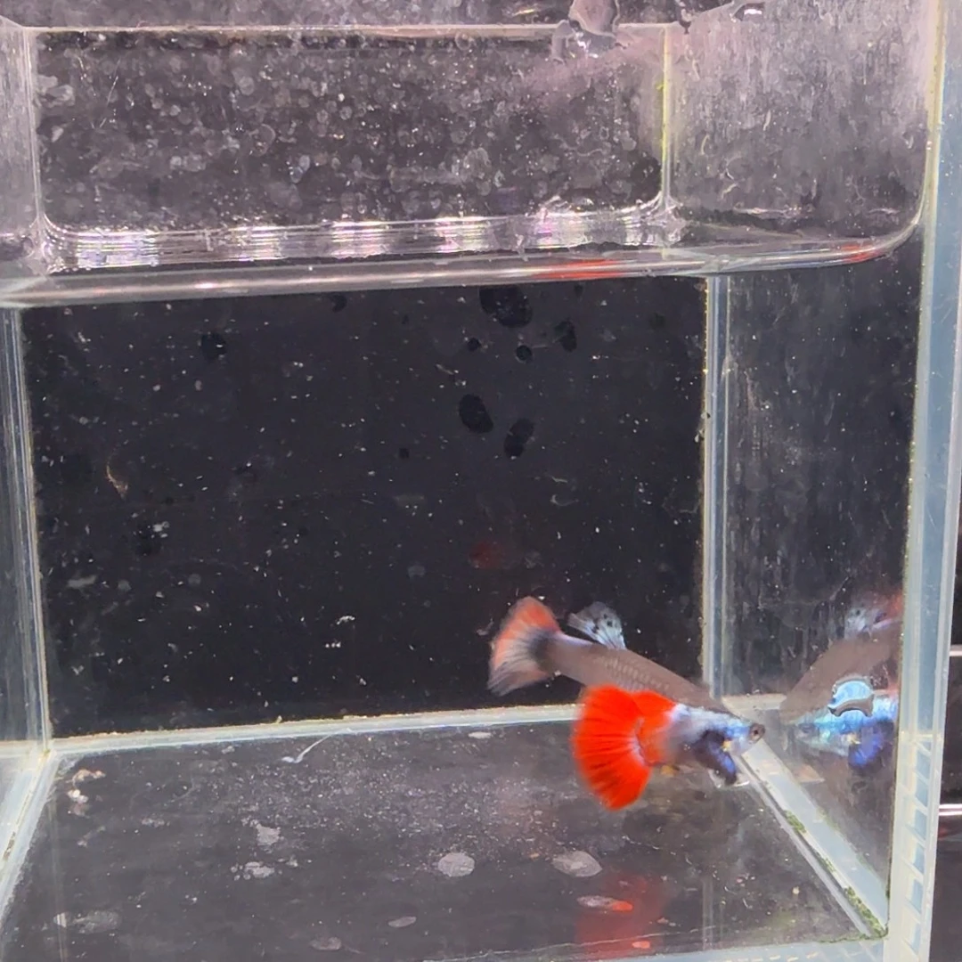 孔雀鱼鎏金花蝴蝶1对