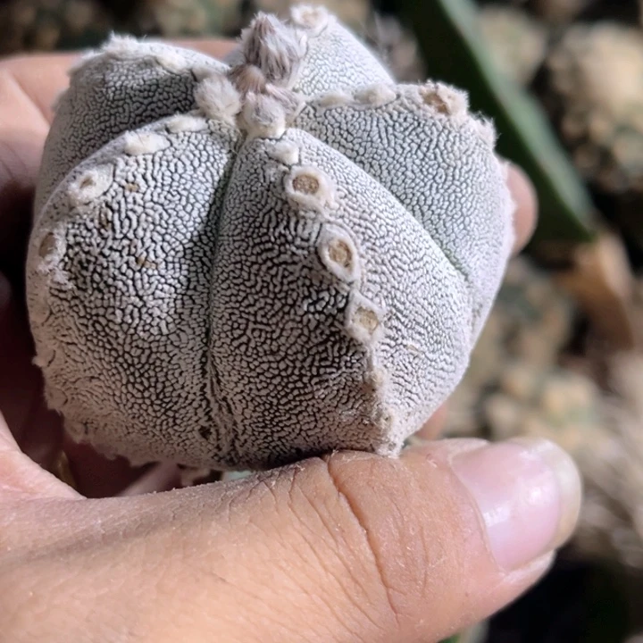 徐***行蒽冢鸾凤玉三角嫁接32