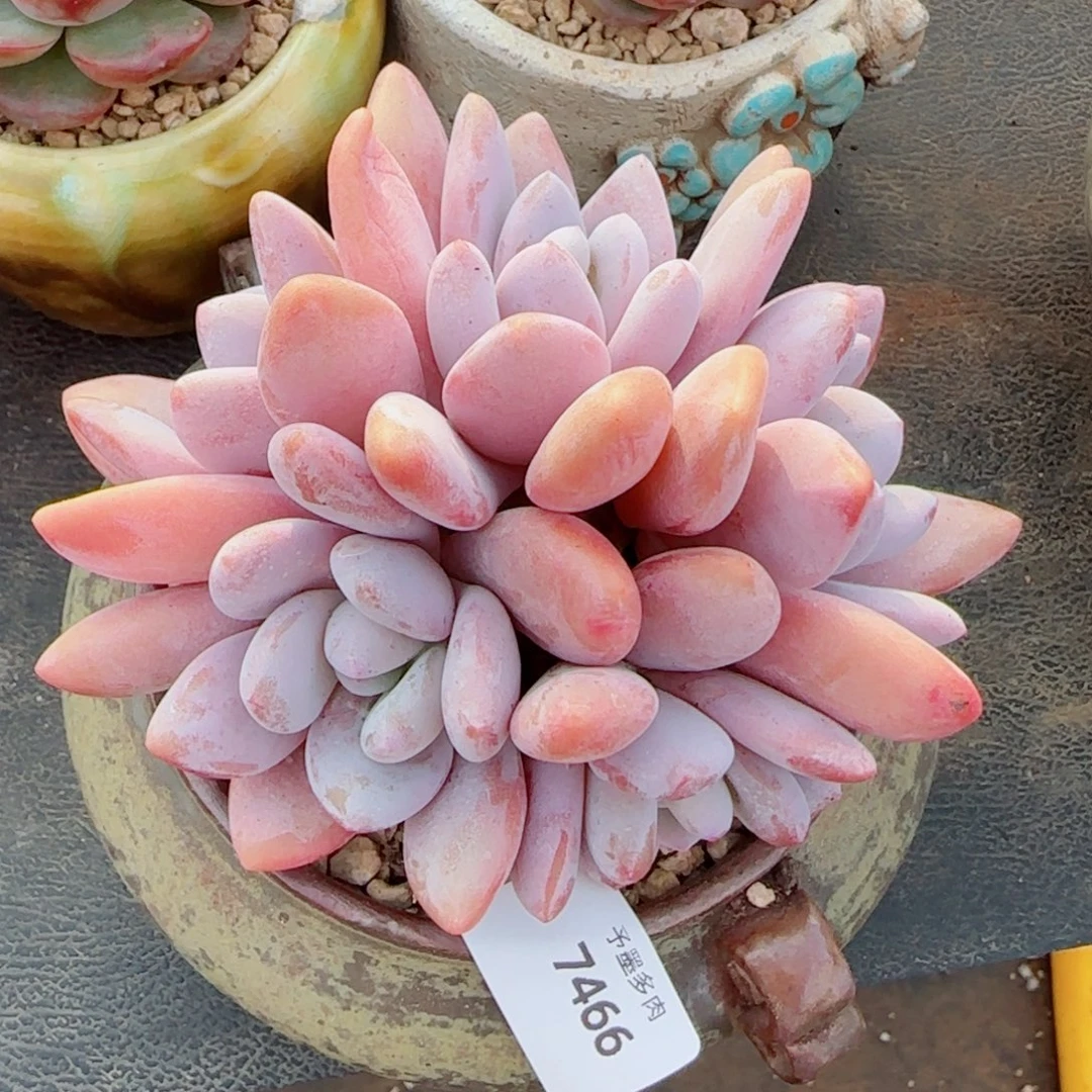 粉兔群，7466多肉植物