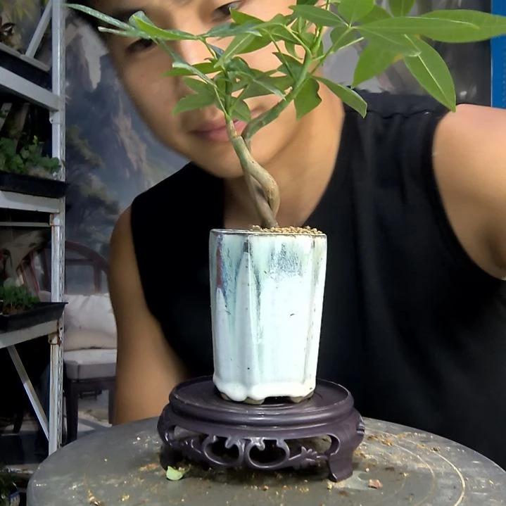 ギ**ギ中青园艺一物一拍135