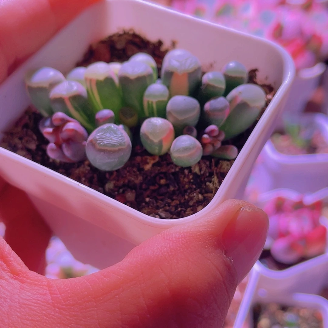 五十玲玉锦带花苞