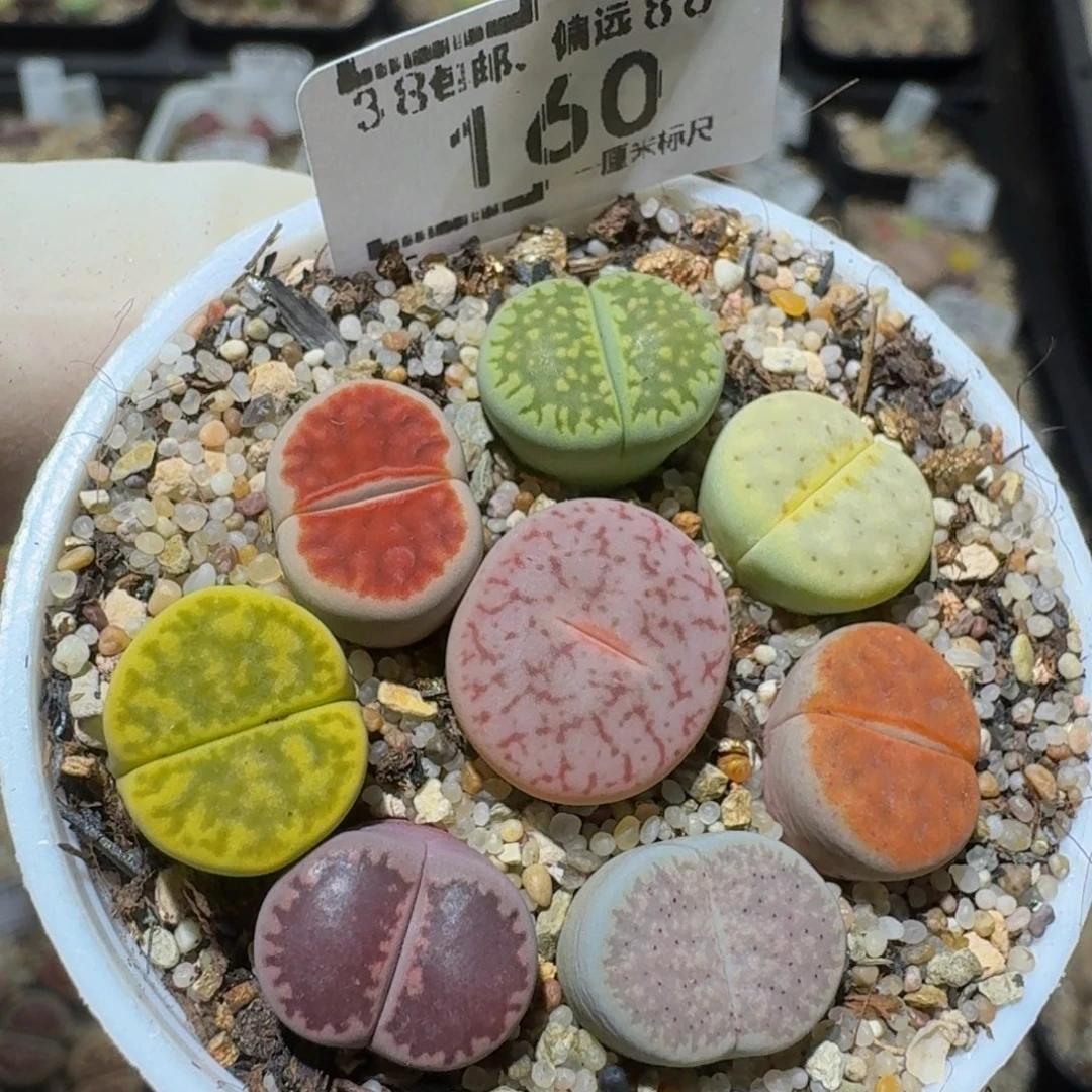 zzzzzsl生石花肉锥160