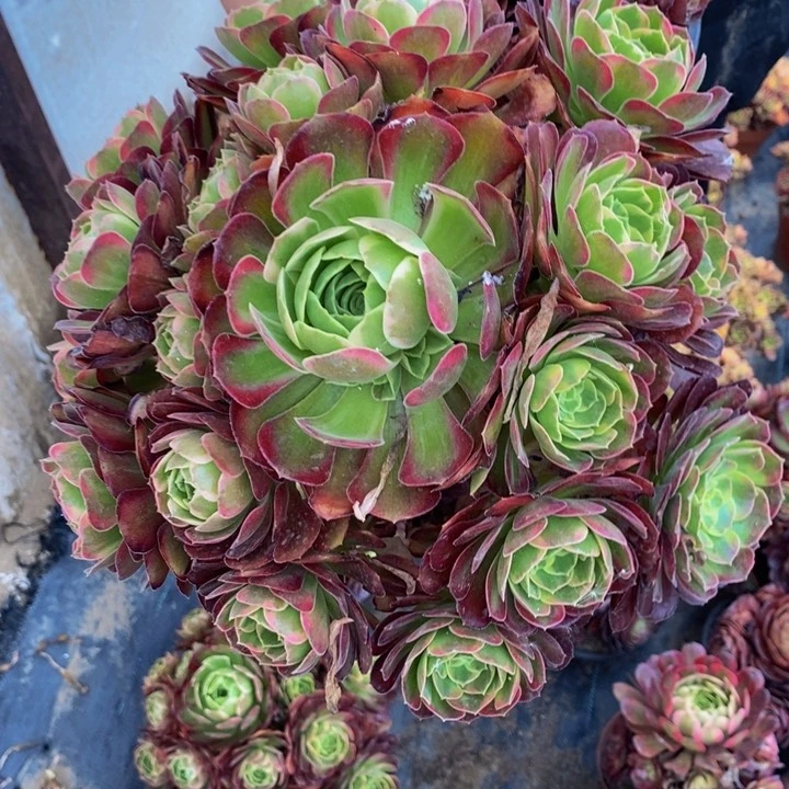 安娜加黑魔一组多肉植物