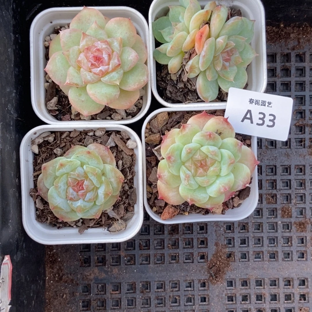 春泥家多肉一物一拍A33