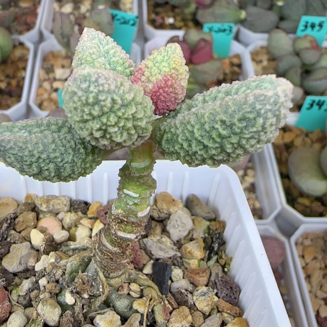 实生老桩，带盆发货